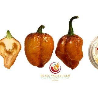 Pockmark Orange Pepper