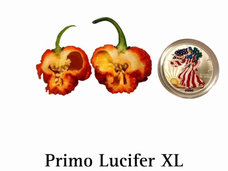 Lucifer Primo XL Pepper - Image 2