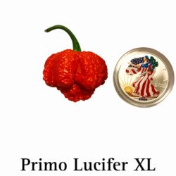 Primo Lucifer XL Pepper