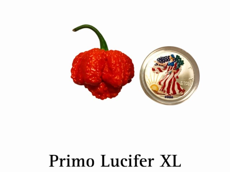 Primo Lucifer XL Pepper