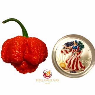 Lucifer Primo XL Pepper