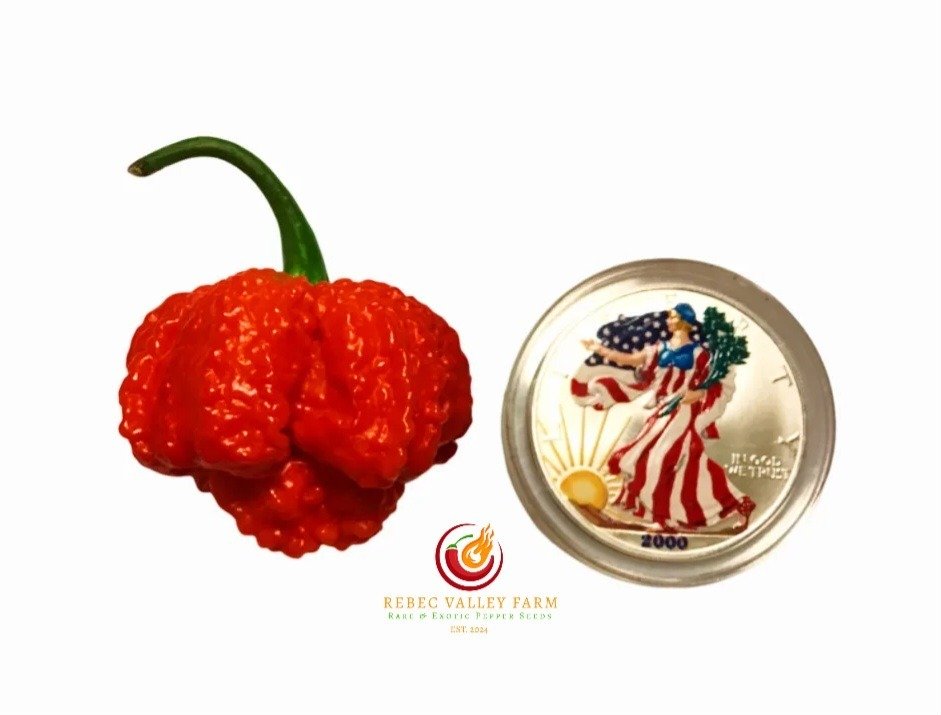 Lucifer Primo XL Pepper