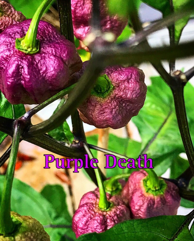 Purple Death Pepper - Image 4