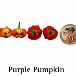 Purple Pumpkin Hot Pepper Seeds