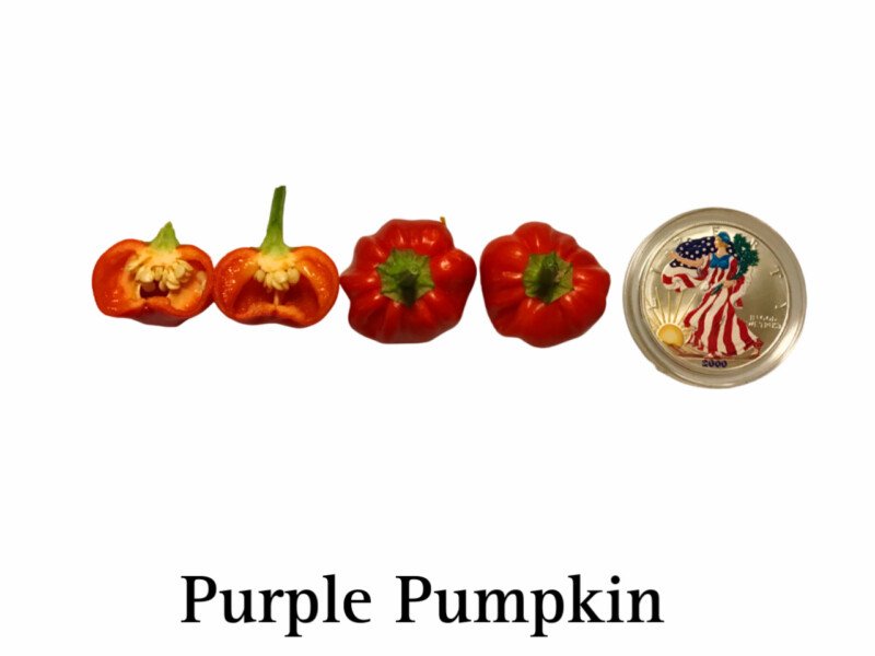 Purple Pumpkin Hot Pepper Seeds