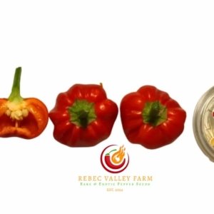 Purple Pumpkin Pepper