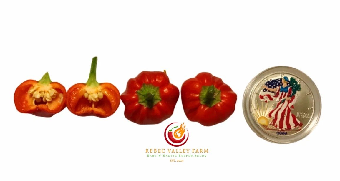 Purple Pumpkin Pepper