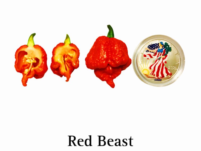 Red Beast Superhot Pepper