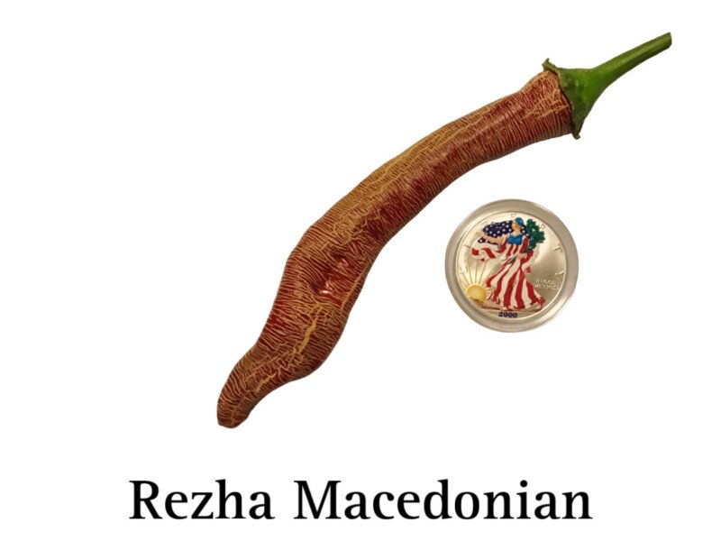 Rezha Macedonian Pepper