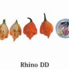 Rhino DD Pepper