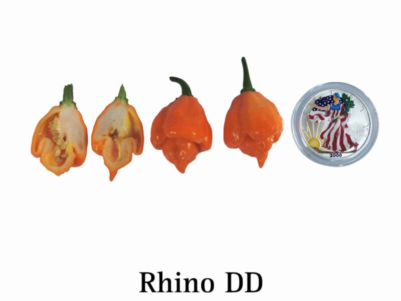 Rhino DD Pepper