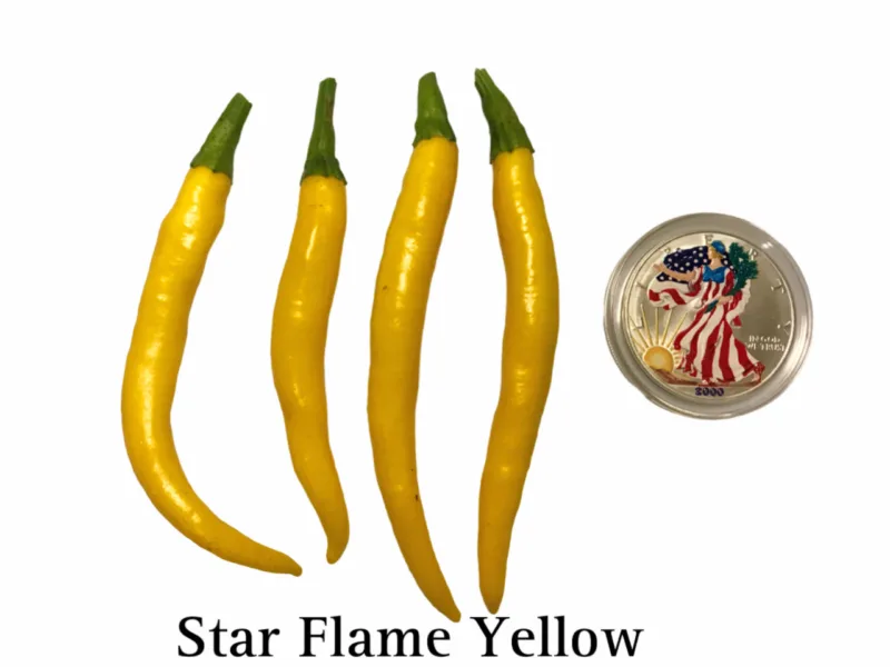 Star Flame Yellow Pepper
