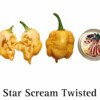 Star Scream Twisted Pepper