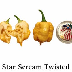 Star Scream Twisted Pepper