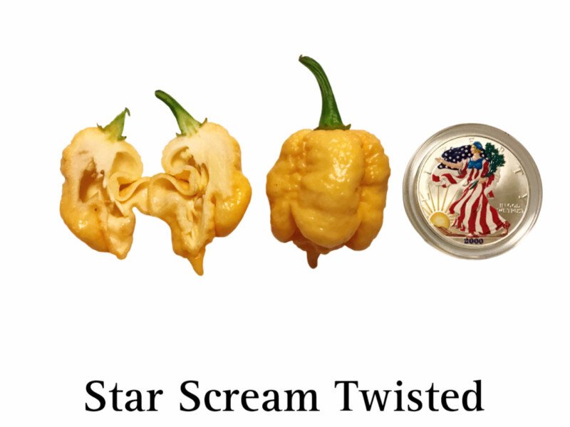 Star Scream Twisted Pepper