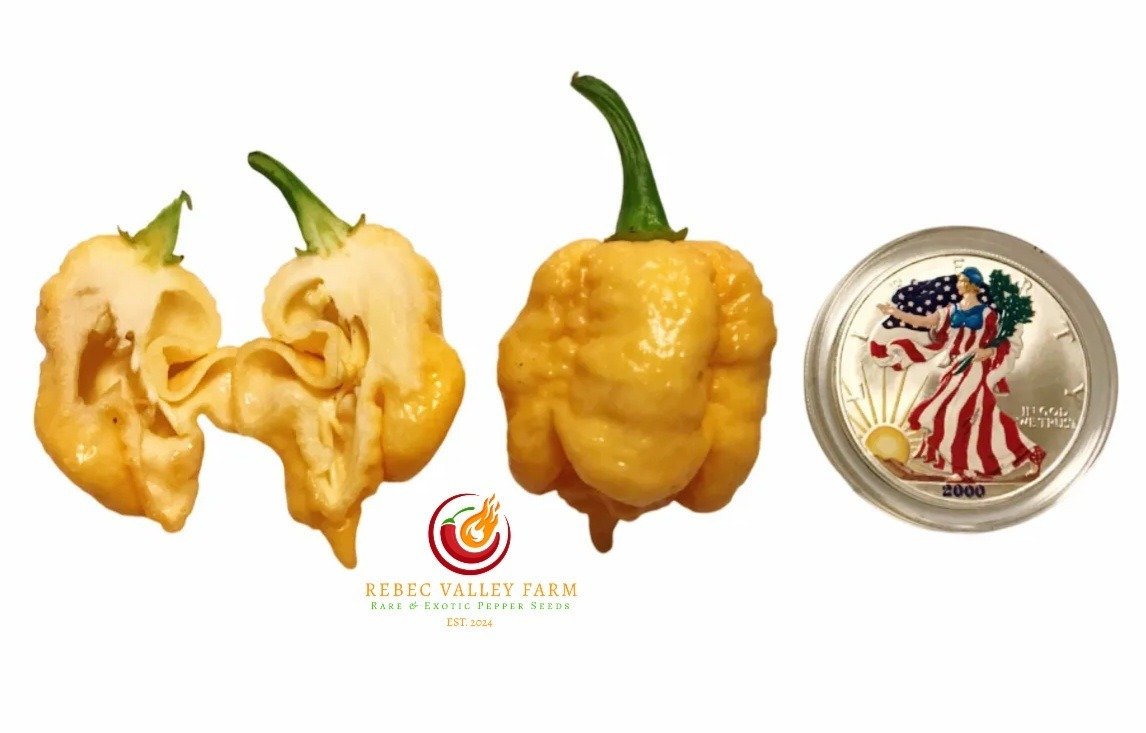 Star Scream Twisted Pepper