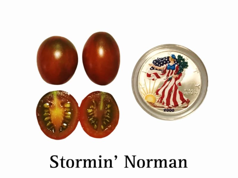 Stormin' Norman Tomato Seeds