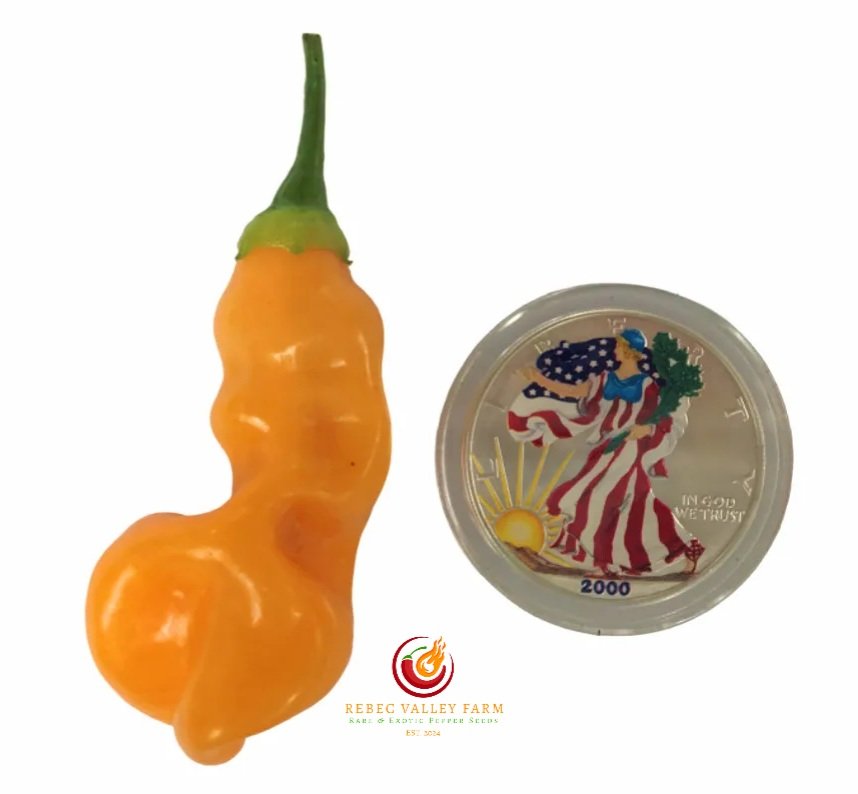 Sugar Rush Peach Pepper - Image 2