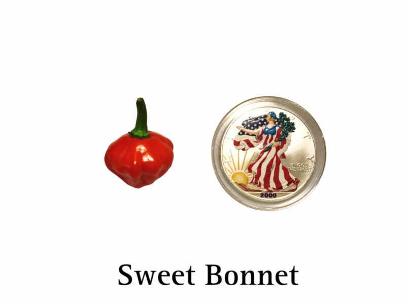 Sweet Bonnet Pepper