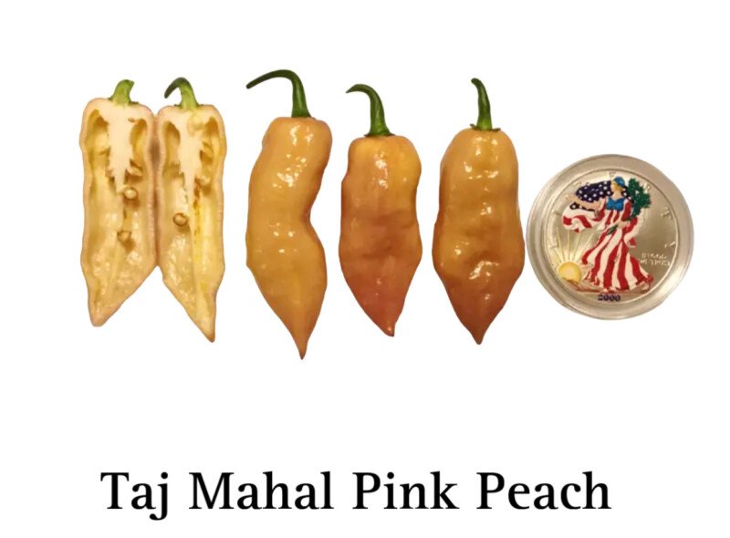 Taj Mahal Pink Peach Pepper