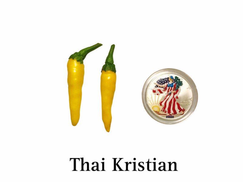 Thai Kristian Pepper