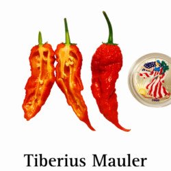 Tiberius Mauler Pepper