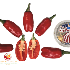 Candy Cane Pepper, Variegated