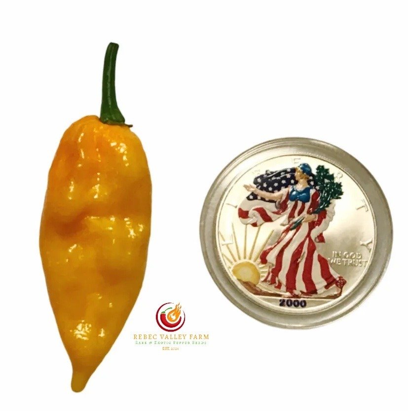 Yellow Fatalii Pepper
