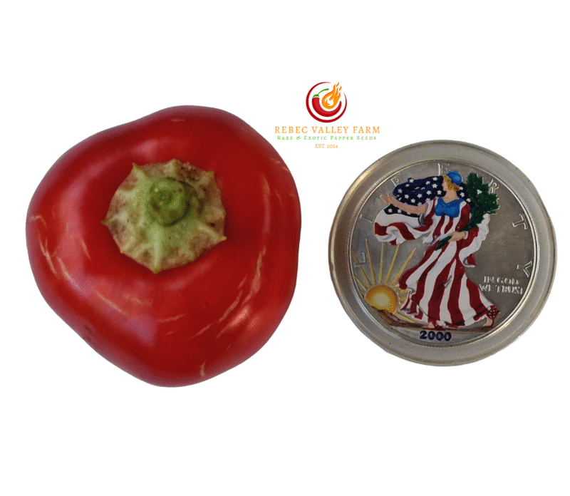 Klari Baby Cheese Pepper