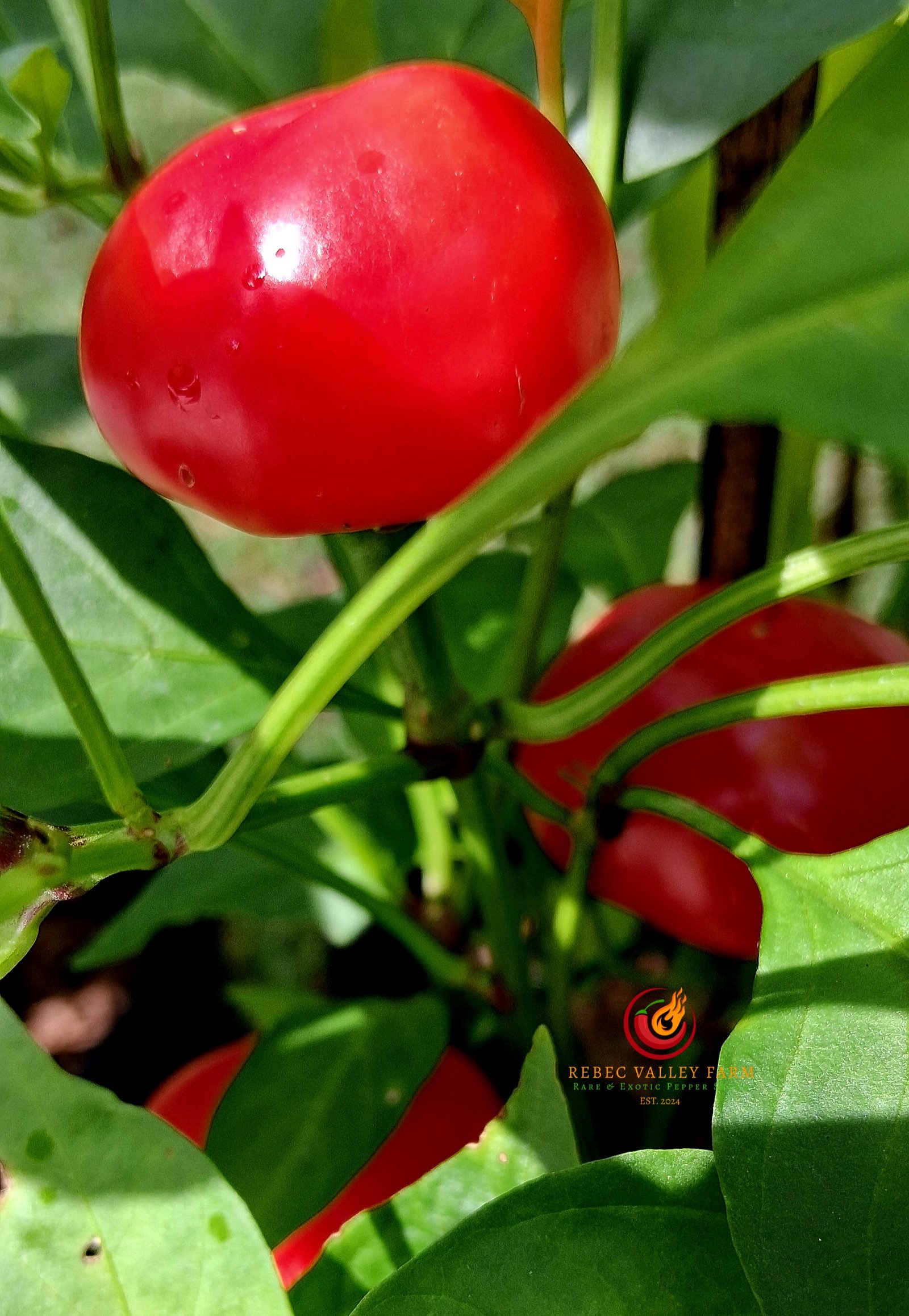 Large Hot Cherry Pepper - Image 4