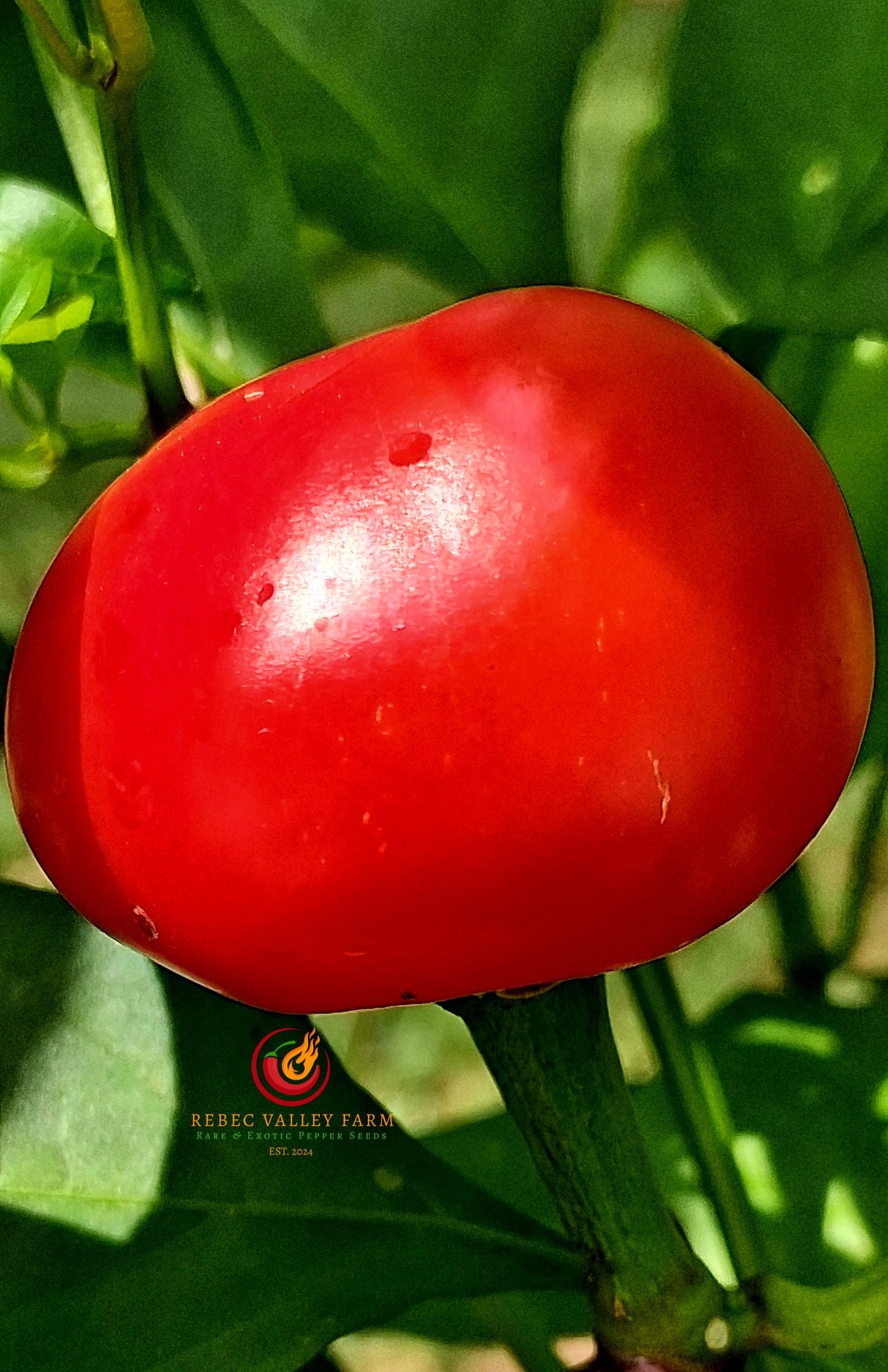 Large Hot Cherry Pepper - Image 3
