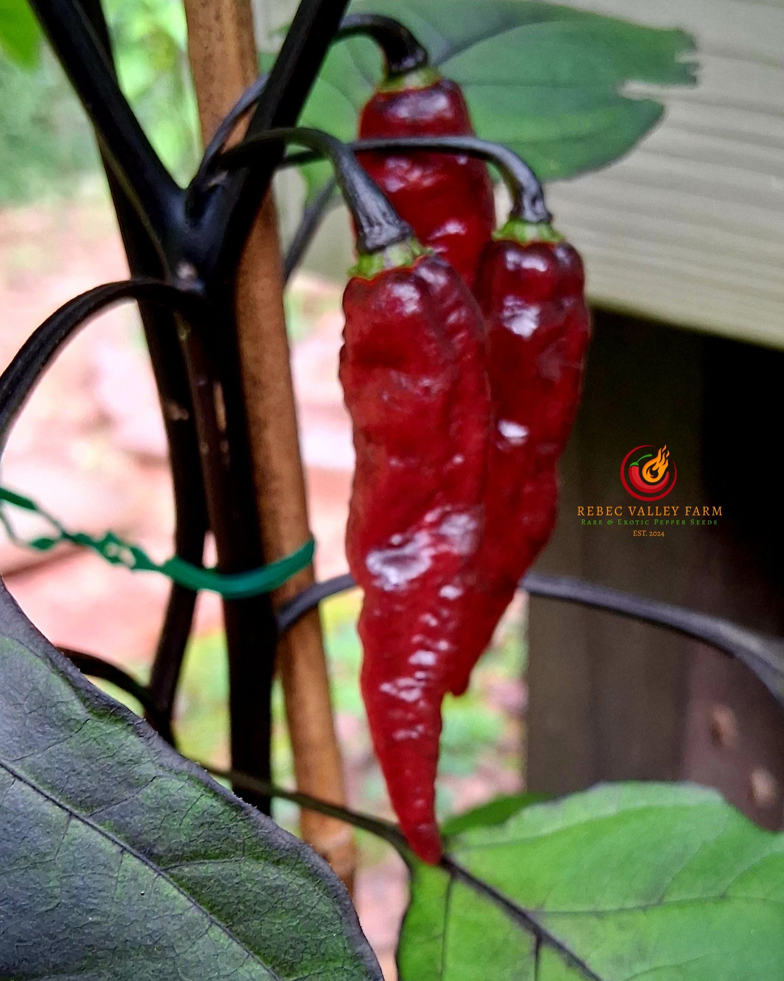 Blood Ghost Pepper - Image 4