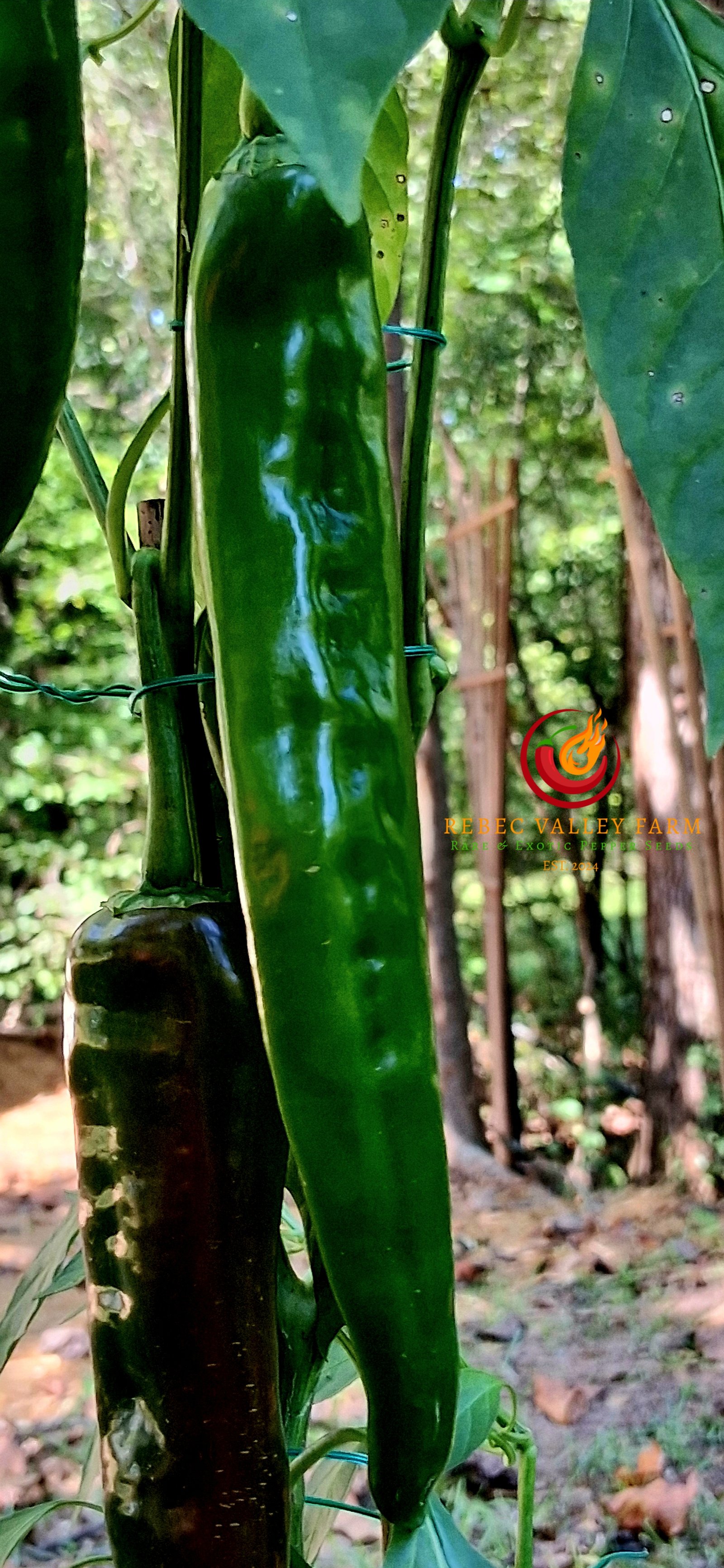 Indian Bhaji Pepper - Image 7