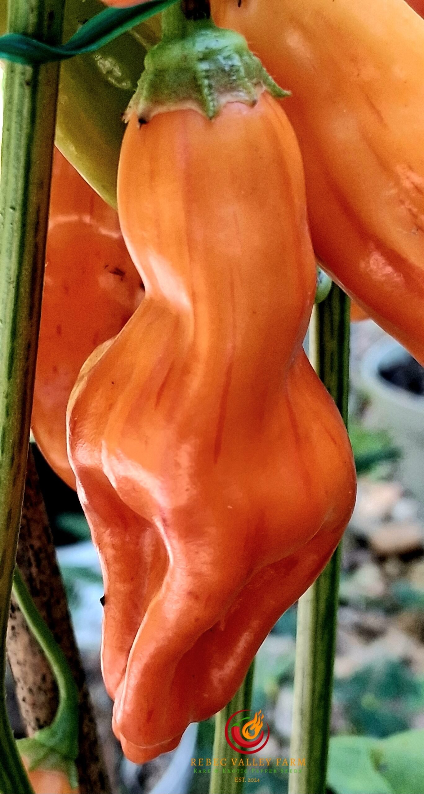 Tangerine Tiger Pepper - Image 6