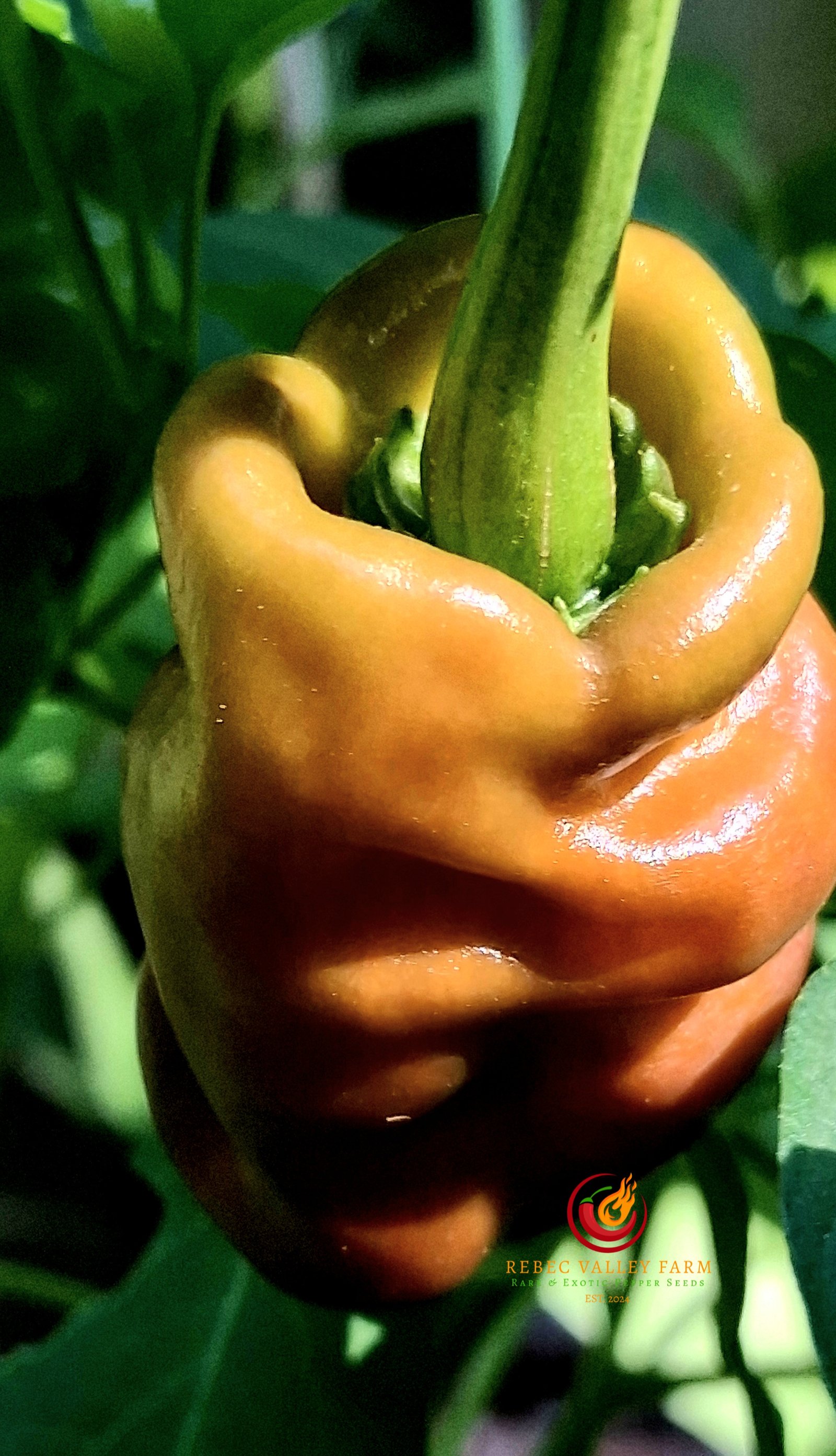 Zou-Pi Pepper - Image 5