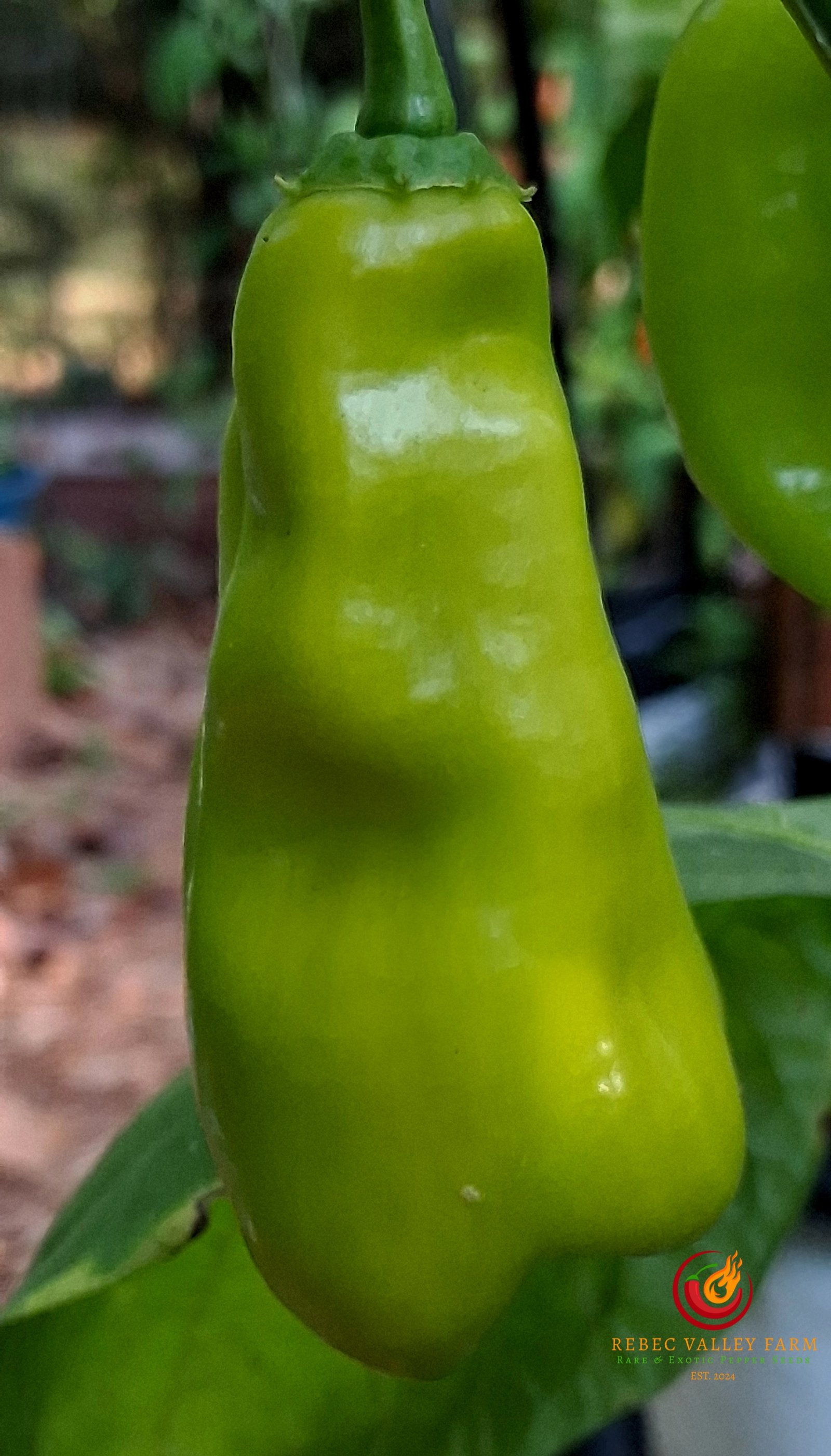 Erotica Orange Pepper - Image 6