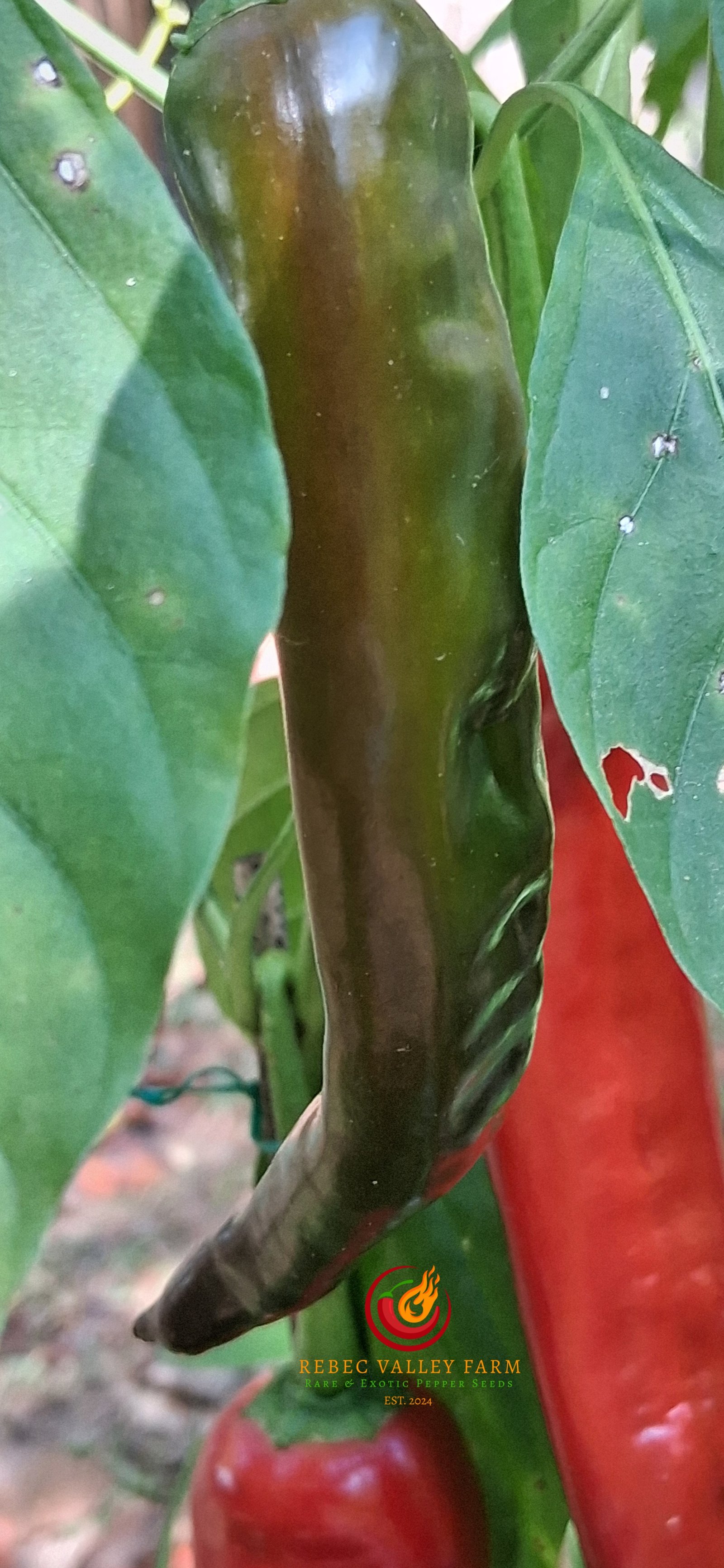 Indian Bhaji Pepper - Image 6