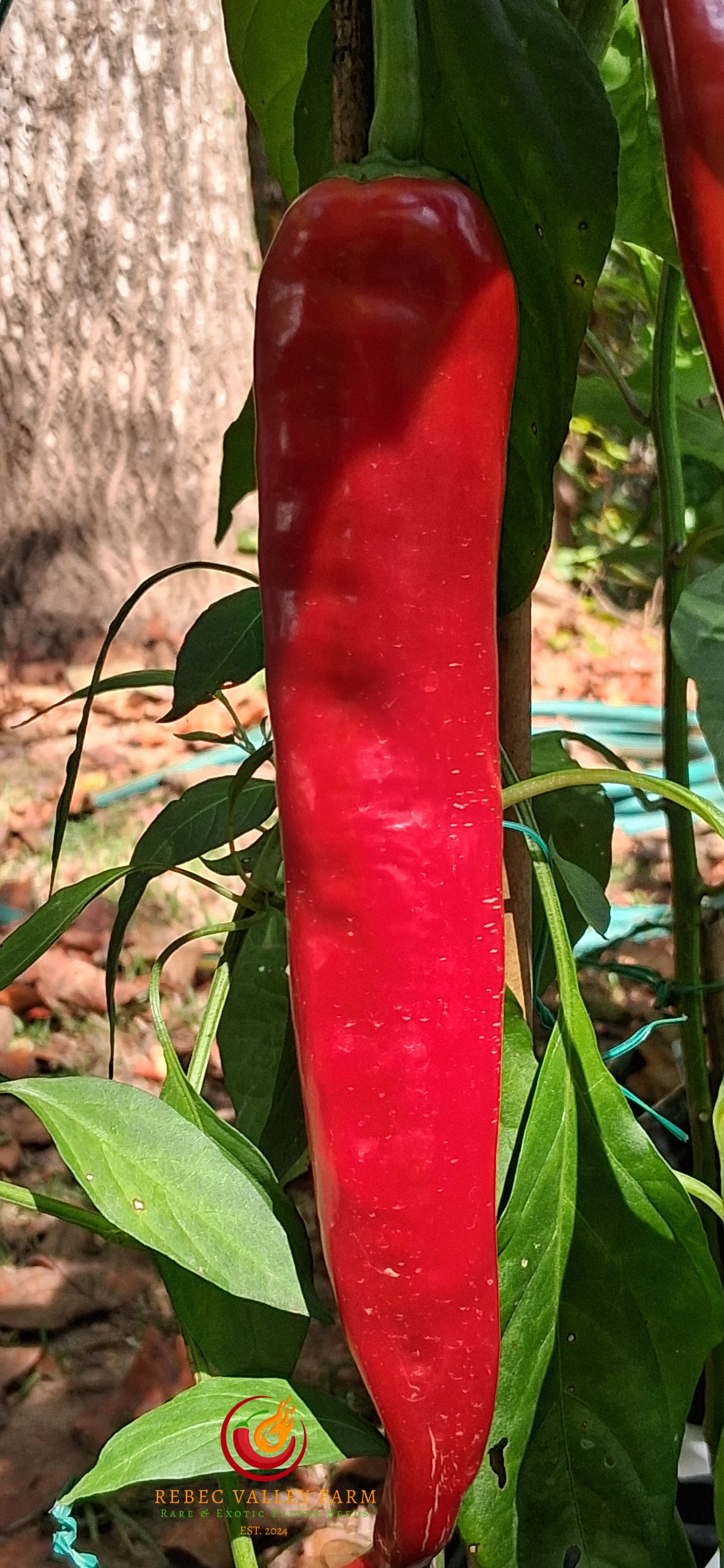 Indian Bhaji Pepper - Image 5