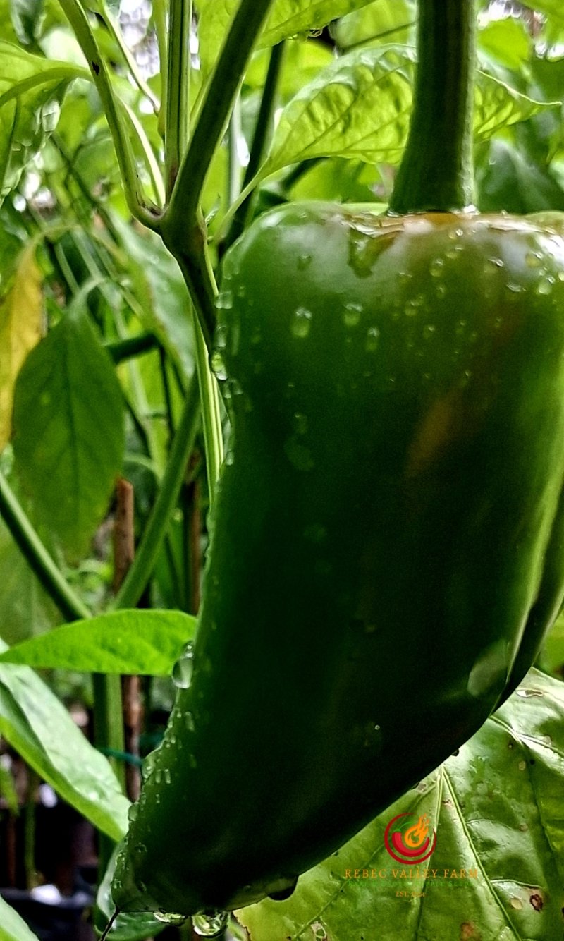 Ajvarski Pepper - Image 2