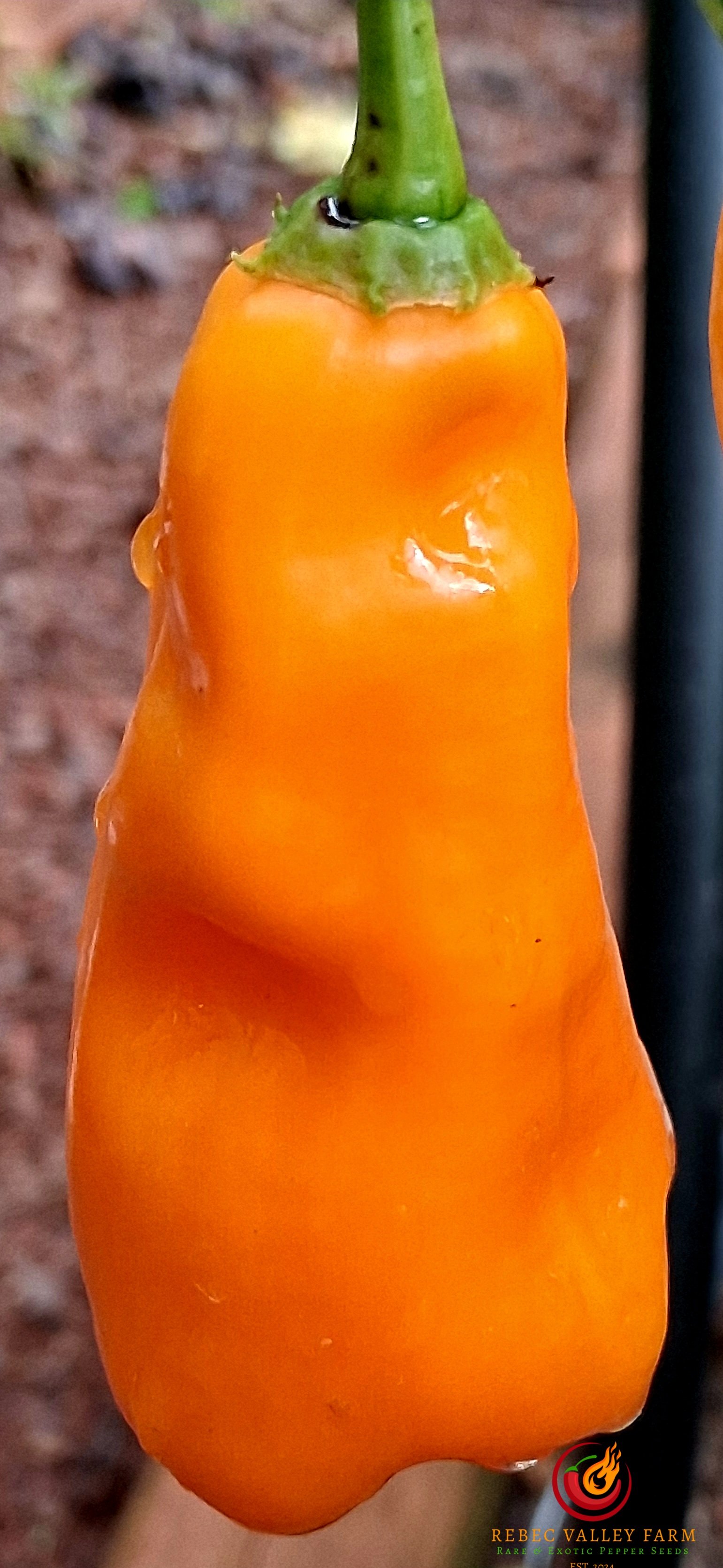 Erotica Orange Pepper - Image 3