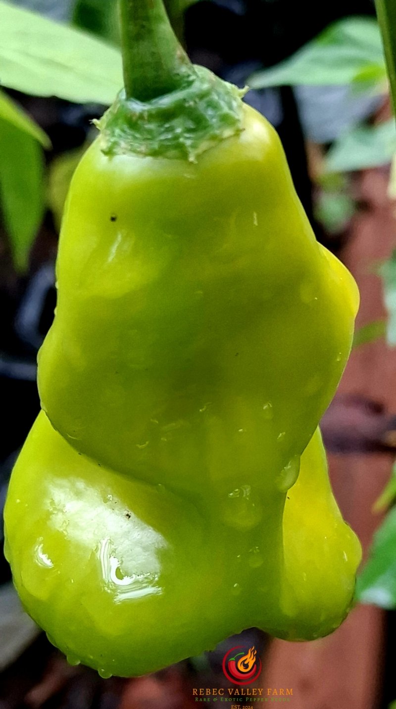 Erotica Orange Pepper - Image 2