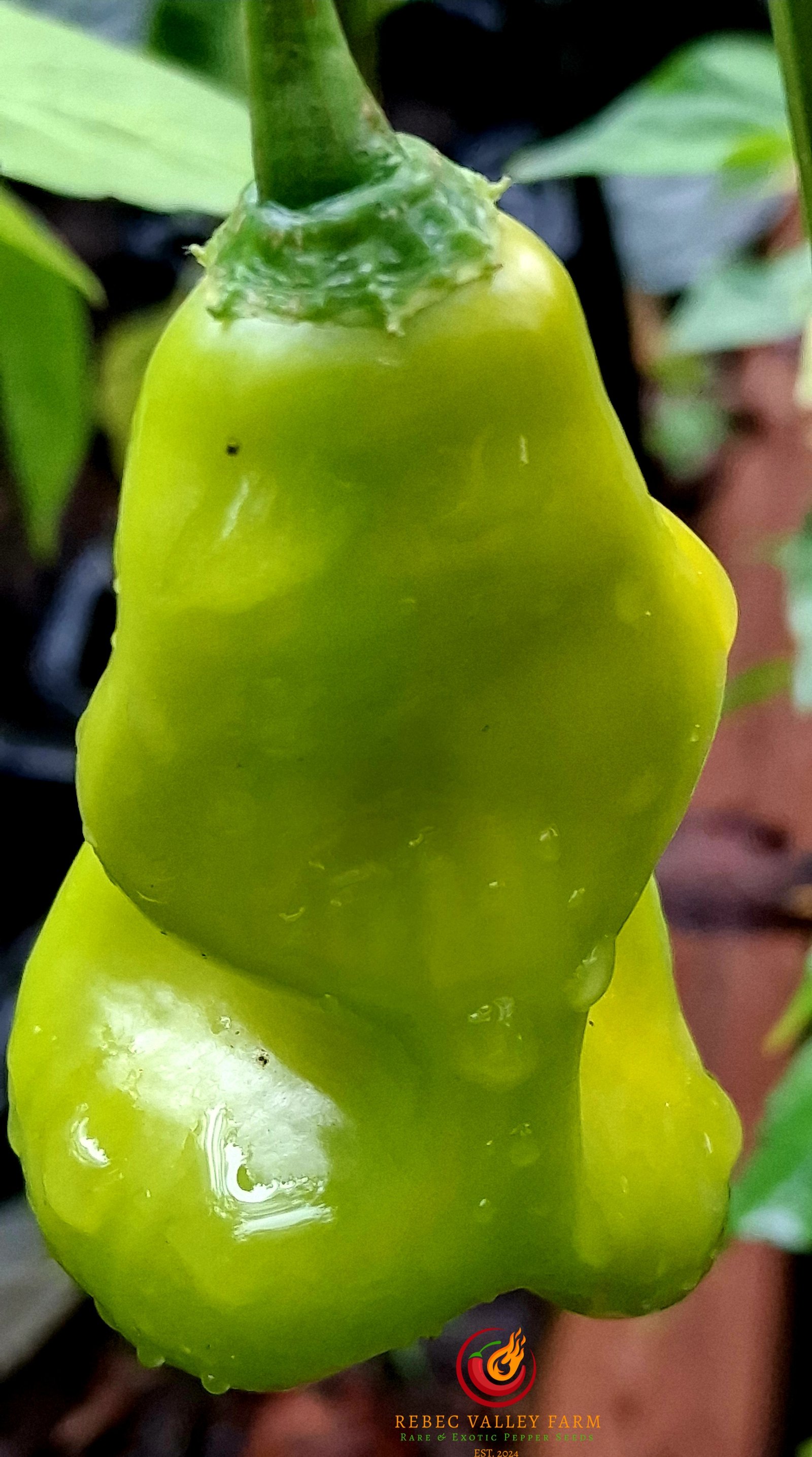 Erotica Orange Pepper - Image 2