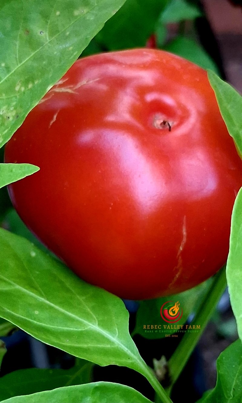 Klari Baby Cheese Pepper - Image 2