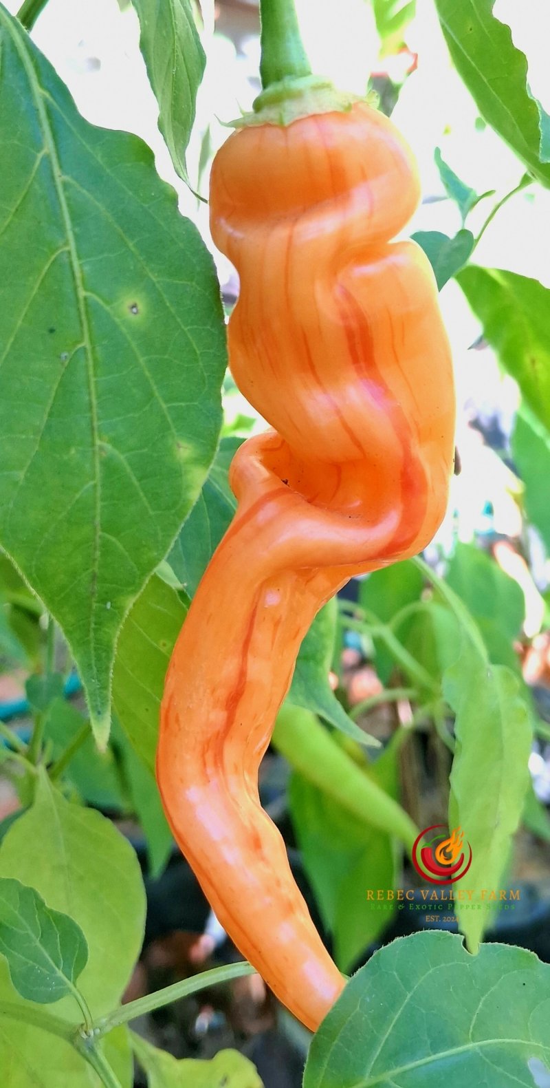 Sugar Rush Stripey Pepper - Image 3