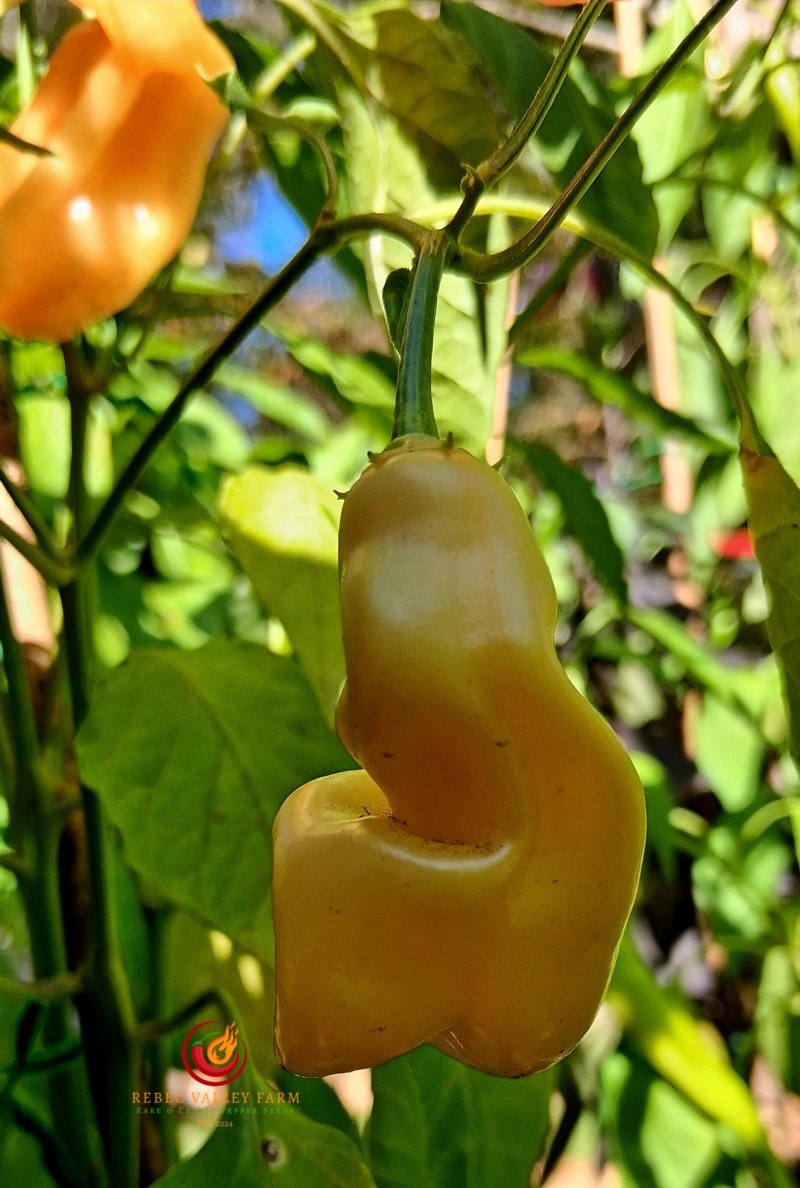 Sugar Rush Stripey Pepper - Image 4
