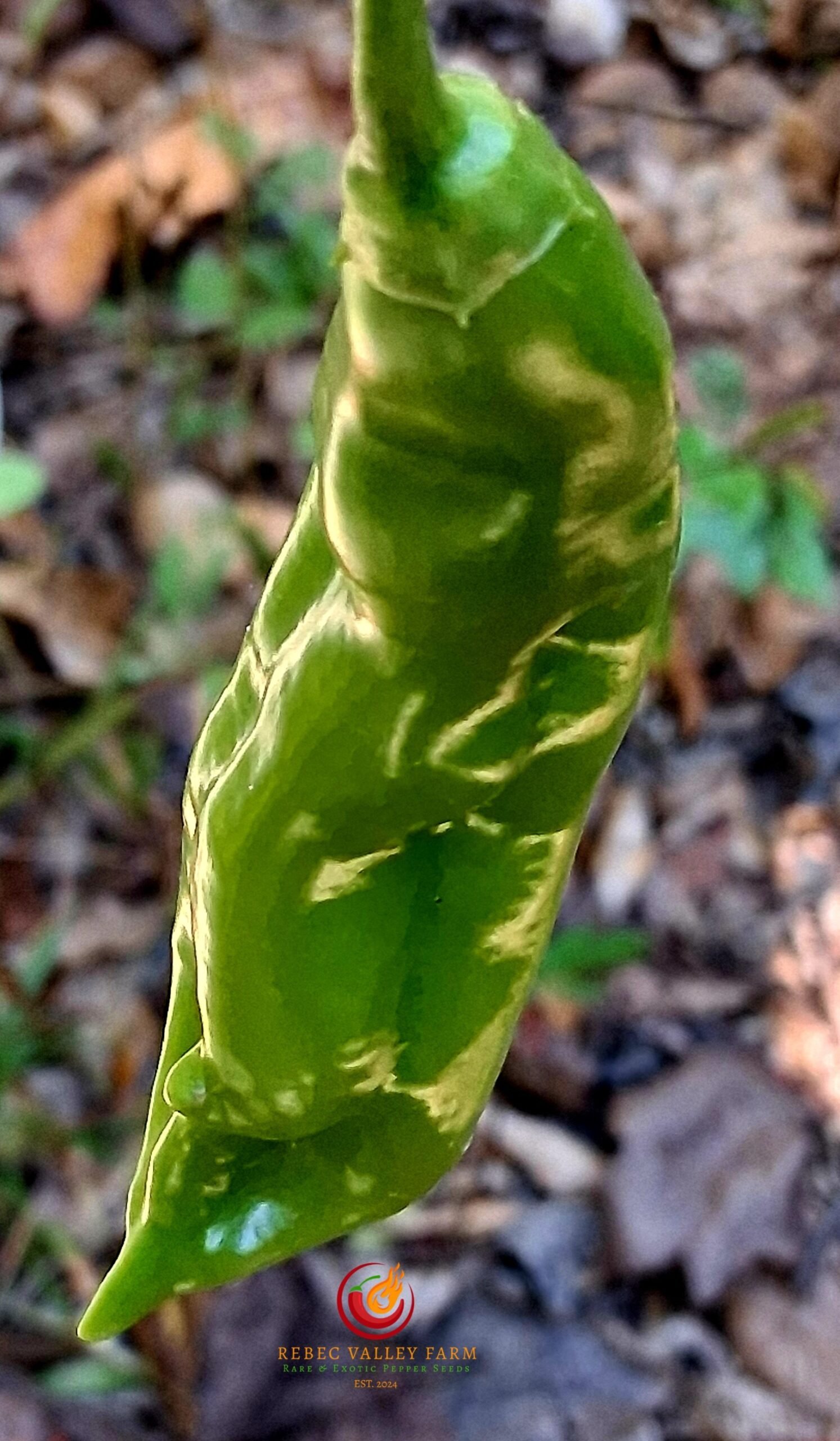 Tangerine Tiger Pepper - Image 5