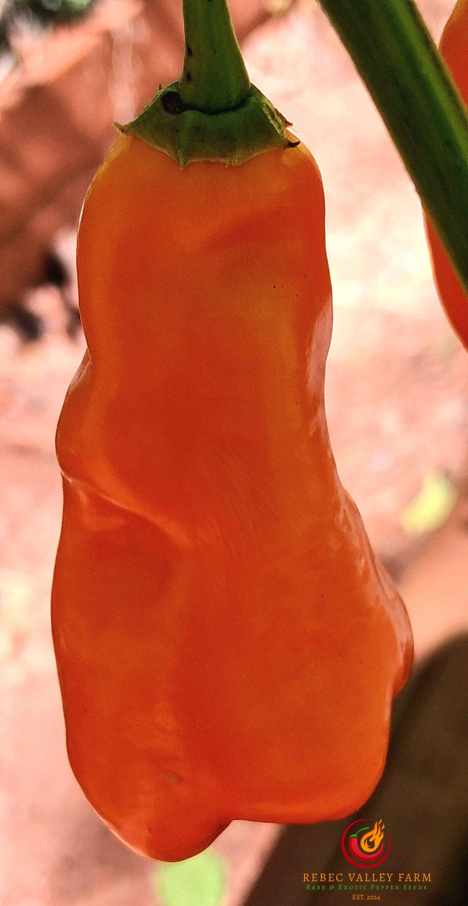 Erotica Orange Pepper - Image 5