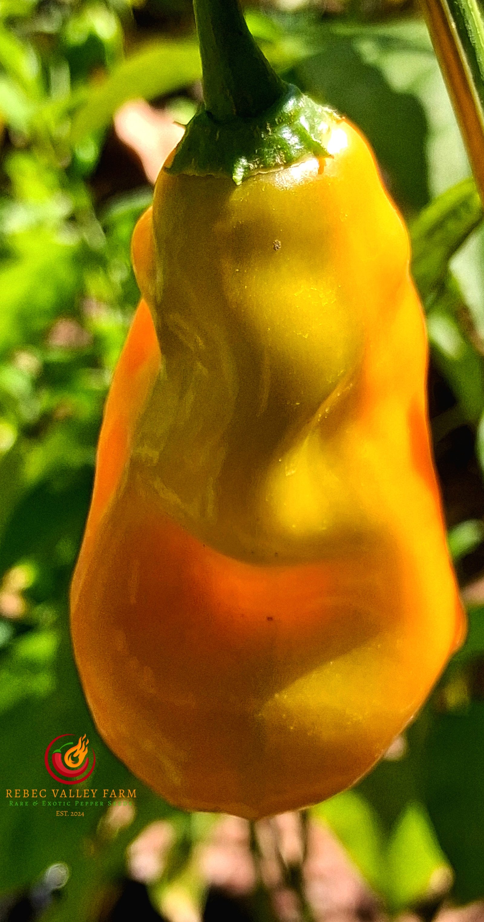 Erotica Orange Pepper - Image 4