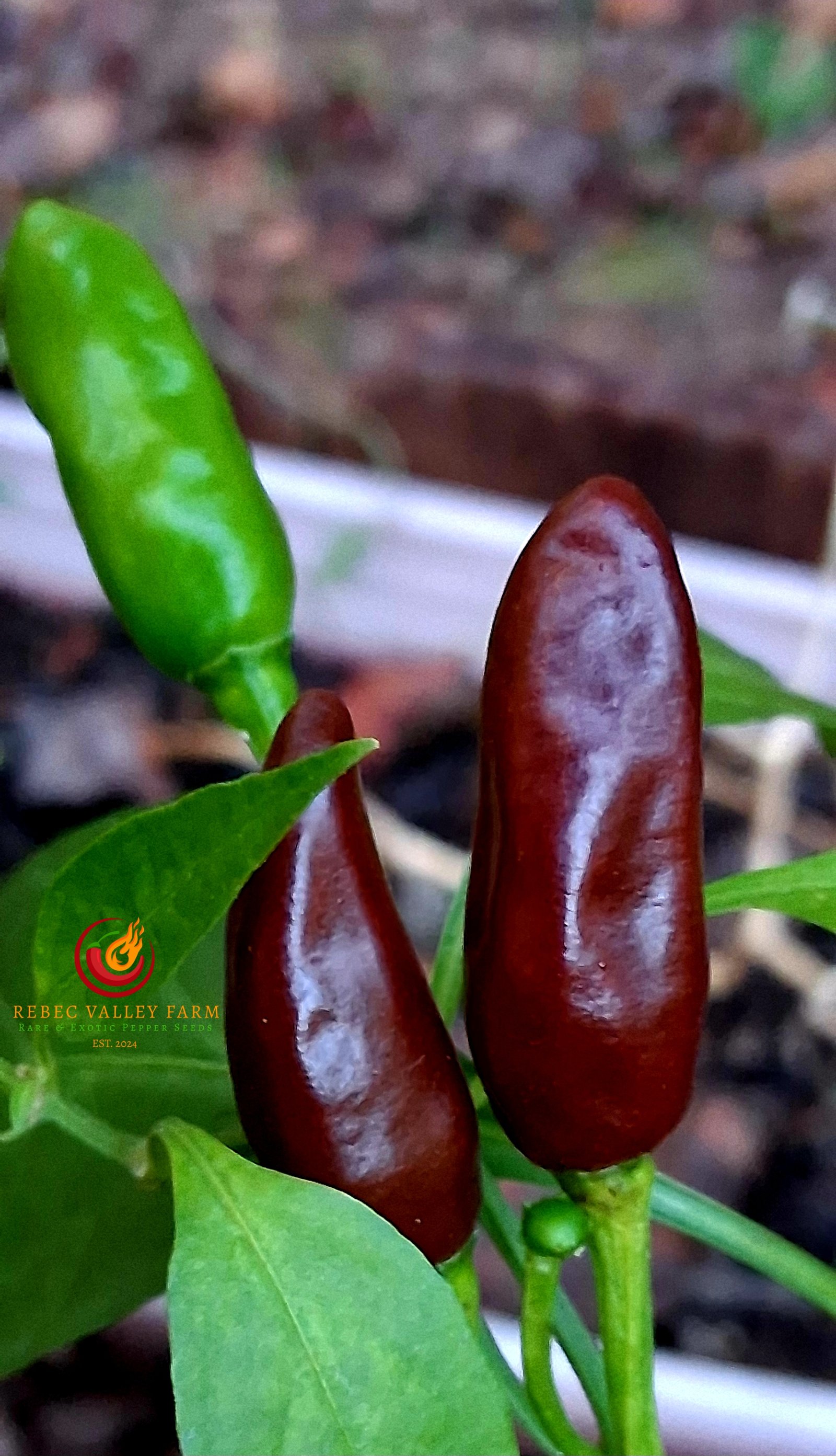 KS Starrscream Chocolate Pepper - Image 4