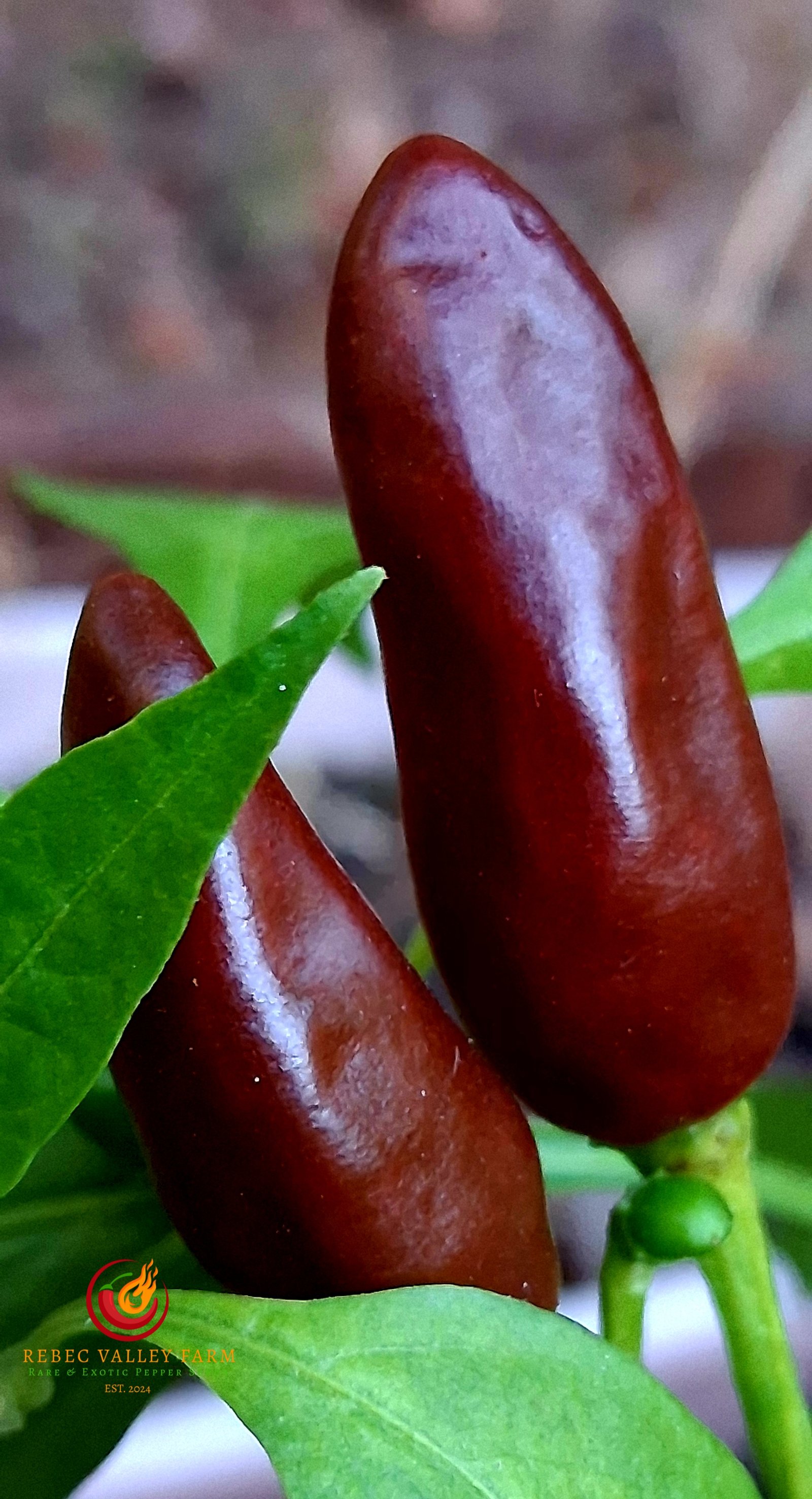 KS Starrscream Chocolate Pepper - Image 3